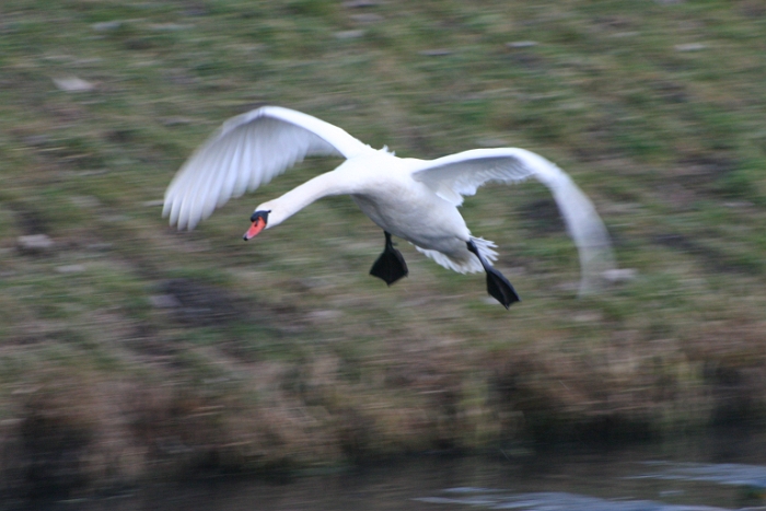 Oiseaux aux Grangettes - 047